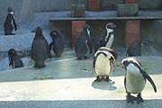 Pinguine im Zoo (Foto: Martin Schmitz)